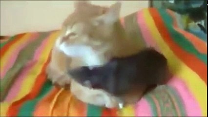 Cat and Mouse perfect bonding