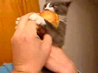 touche pas a mon croûton !!