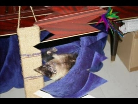 mes fufus Novembre 2007