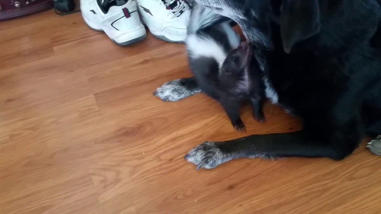 Cette moufette veut à tout prix etre amie avec ce chien