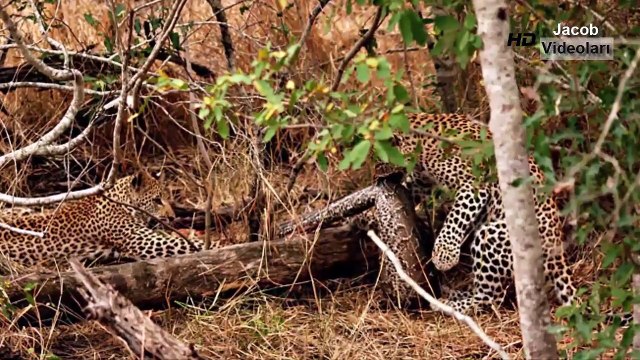 LEOPARD vs PORCUPİNE Real Fight Jaguar Crocodile Python Snake Mongoose Lion Elephant Rhino