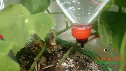 Como hacer: Botella riego por goteo con gotero