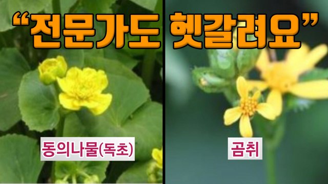 [자막뉴스] 전문가도 헷갈려요 독버섯·독초 주의 / YTN