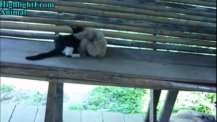 Funny Animals Cats and dogs made funny by Monkeys