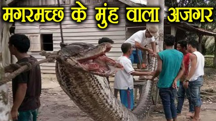 Bizarre: Indonesia में मिला  23 फीट का मगरमच्छ के मुंह वाला अजगर, अकेले भिड़ा ये शख्स | वनइंडिया हिंदी