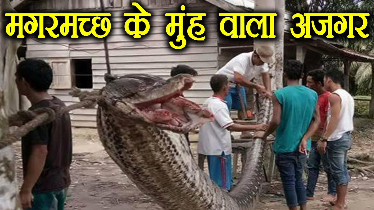 Bizarre: Indonesia में मिला  23 फीट का मगरमच्छ...