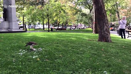 Falcon devours pigeon in downtown Montreal park