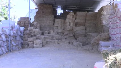 Saman Fiyatlarındaki Yükseliş İthalatla Durdu