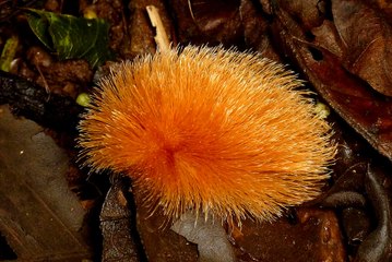 Loài rắn sẽ cong đuôi lên mà chạy khi vô tình bắt gặp chú chim non này