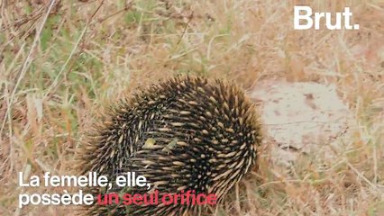 L’échidné, cet étrange petit mammifère qui pond des œufs