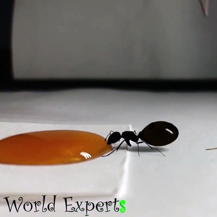 Queen of honey ants drinks honey and a smiley appears on his stomach