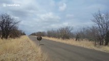 Ostrich pecks tourist on the head