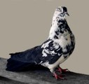 Polish Orliks High Flying Pigeons (Pigeon Lover)