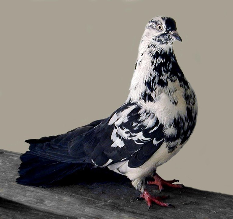 Polish Orliks High Flying Pigeons (Pigeon Lover)