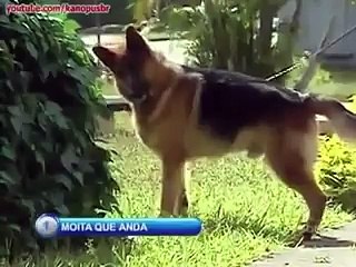 Köpeklere yapılan komikçe bir şaka videosu..