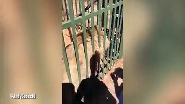Grosse frayeur : ce joueur de rugby tente de caresser un lion dans une cage et se fait mordre !