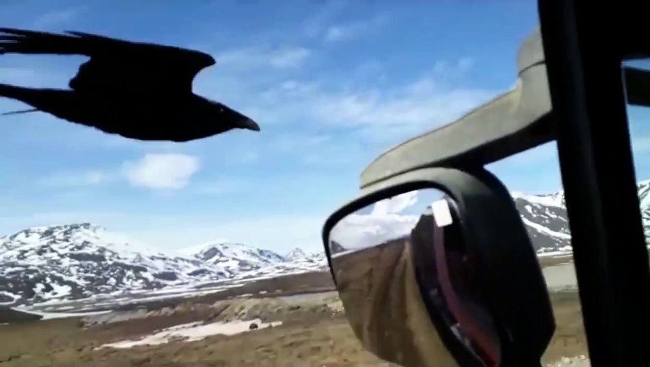 Ce corbeau suit un routier pour demander à manger