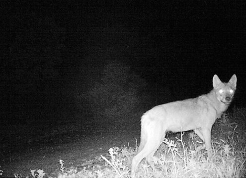 Köpekleri Yiyen Esrarengiz Hayvan, Foto Kapana Yakalandı
