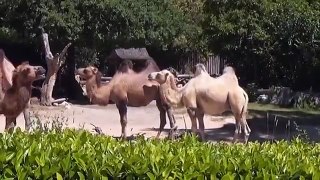 ZOO Safari natura viva terzo giorno da vacanza estiva