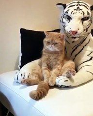 Video Kucing Malas #001 | Vera Kitty 2017