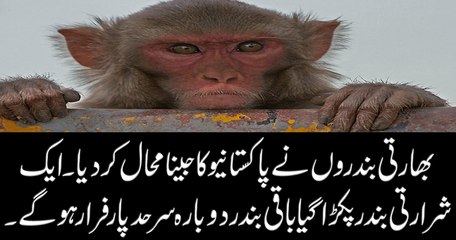 Indian monkeys made life miserable for Pakistan.