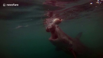 Great white shark breaches next to dive cage to catch bait