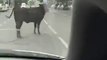 Cette vache échappée donne des coups à un policier qui essaye de la retenir !