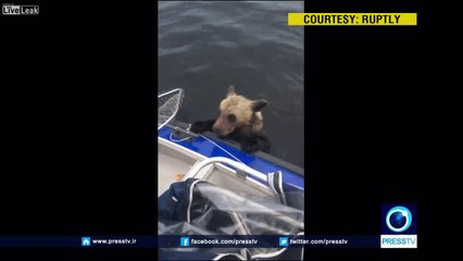 Download Video: 2 bébés ours brun sauvés de la noyade dans un lac par des pêcheurs en Russie !