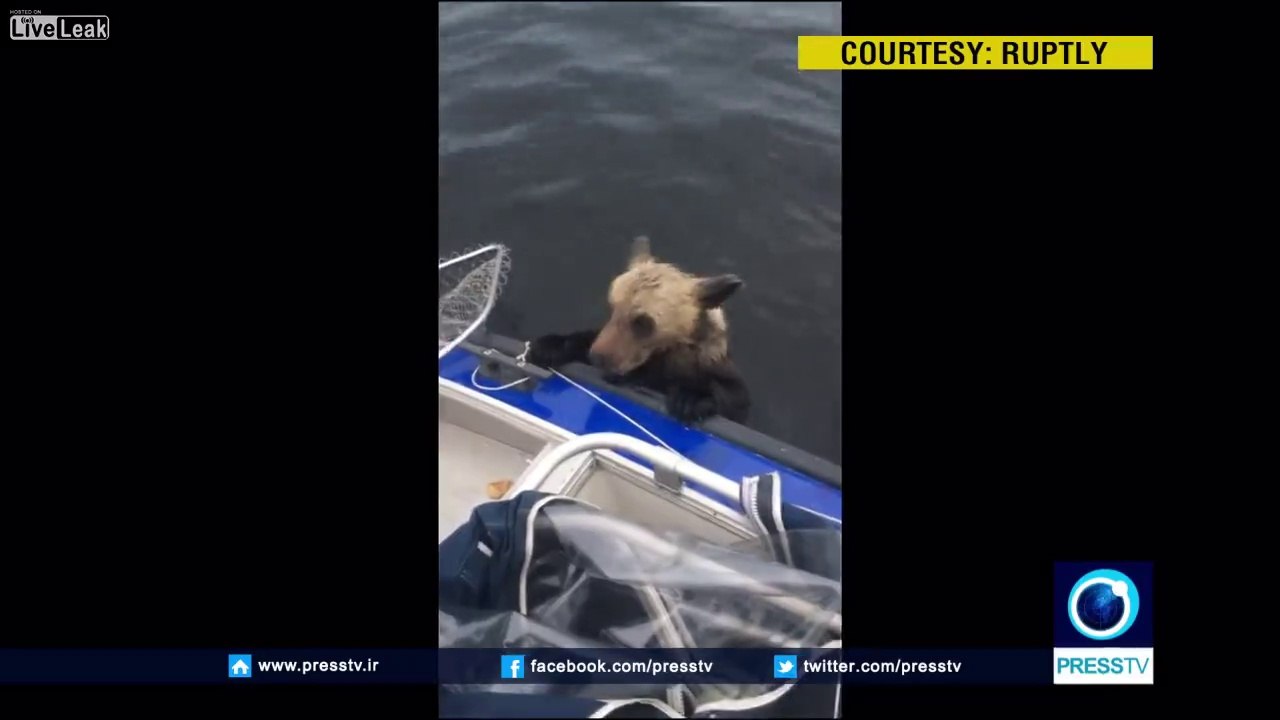 2 bébés ours brun sauvés de la noyade dans un lac par des pêcheurs en Russie !
