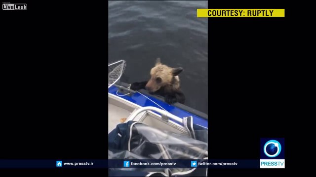 2 bébés ours brun sauvés de la noyade dans un lac par des pêcheurs en Russie !