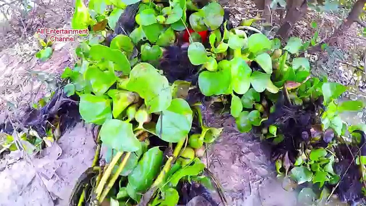 How To Catch Water Snake Using Tool Bottle -How To Catch Water Snake In Cambodia