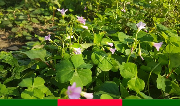 CÂY CHUA ME ĐẤT: Thuốc quý mọc dại trị nhiều thứ bệnh | Cây Thuốc Quý