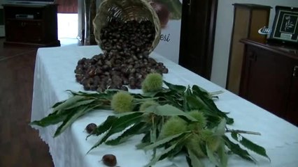 Aydın'da Sezonun İlk Kestanesi Borsaya Teslim Edildi