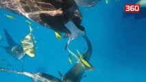 Kamera Go Pro tregon egzaktesisht si eshte te gllaberohesh nga nje peshkaqen (360video)