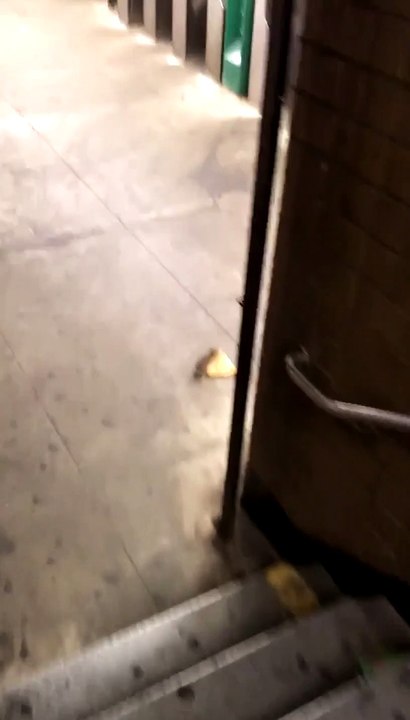 Des rats n'aiment pas partager un morceau de pizza !