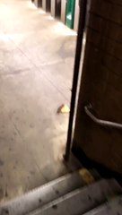 Des rats n'aiment pas partager un morceau de pizza !