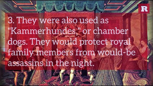 Fun and Lovable Facts on the Great Dane | Rare Animals