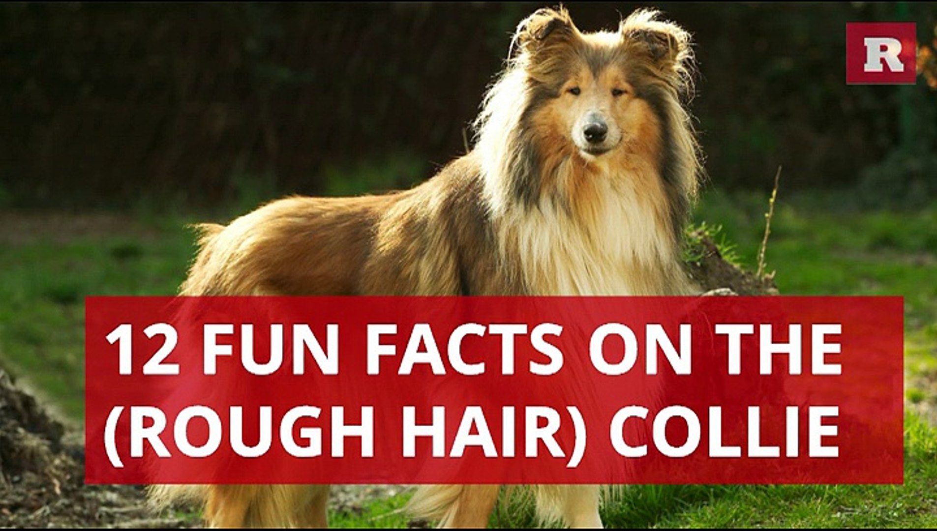 Fun And Lovable Facts On The Rough Hair Collie Rare Animals