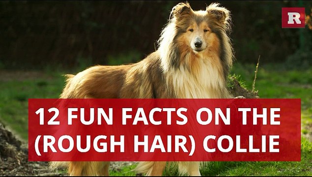 Fun and Lovable Facts on the Rough Hair Collie | Rare Animals