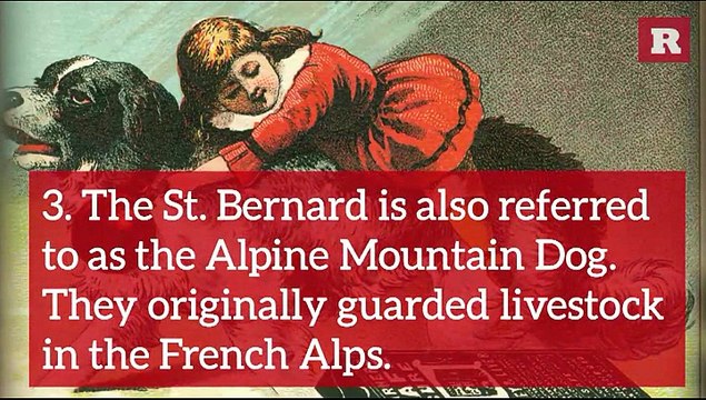 Fun and Lovable Facts on the St. Bernard | Rare Animals