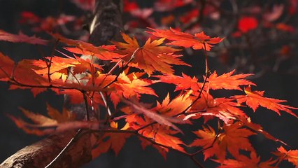 화려해지는 가을산, 방심하면 산행 사고 / YTN