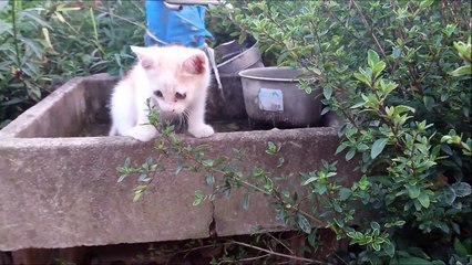 水飲み場からの大ジャンプ！ 3 - Large jump from a drinking place -