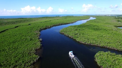 Citizen Promaster Diver Watch