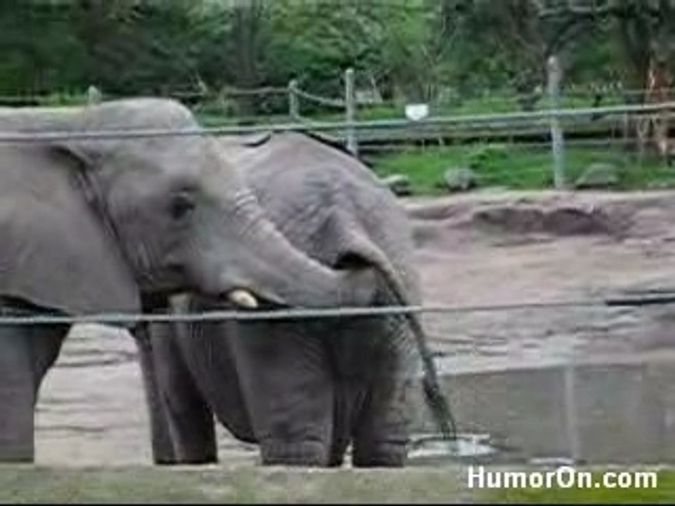 Elephant_poo
