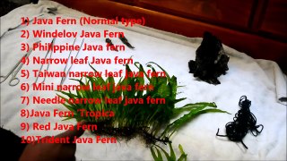 Java Fern Plant Guide and How to Grow and Care for Java Fern