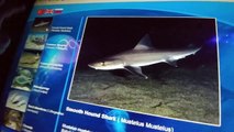 akvaryum 2. bölüm Dünyanın en büyük akvaryum tüneli köpek balıkları , eğlenceli çocuk videosu