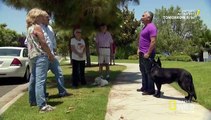 Cesar 911 S02E05.Tasi.The.Terrible.HDTV.x264-[eSc]