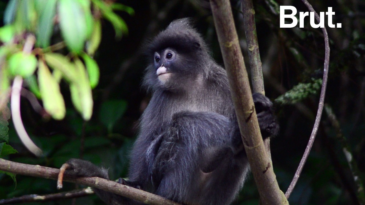 Si la forêt amazonienne disparaissait...