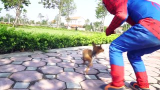Spiderman walk his Dog Joker thief pet Superman Dance Batman arrested blue Spiderman Superhero funny