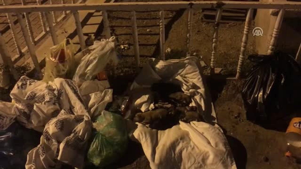 Dünya Hayvanları Koruma Günü'nde Köpek Katliamı